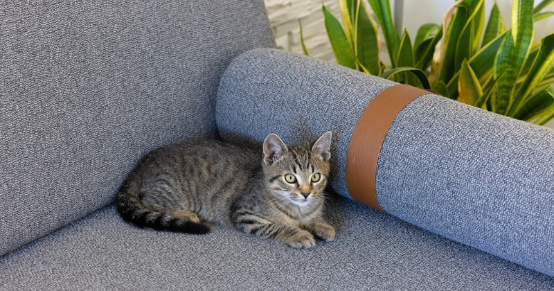 Pet-Friendly Furniture